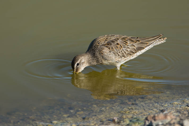 Gestreepte Strandloper